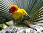 Small Parrot on a Fan Leaf