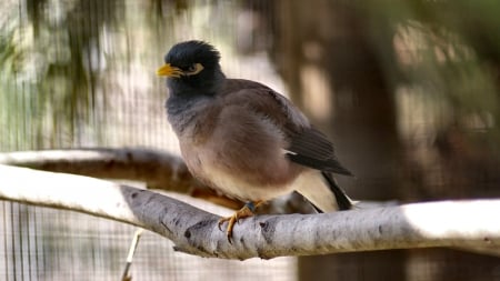 Yellow-billed Bird - avian, wide screen, wildlife, photography, beautiful, animal, photo, bird