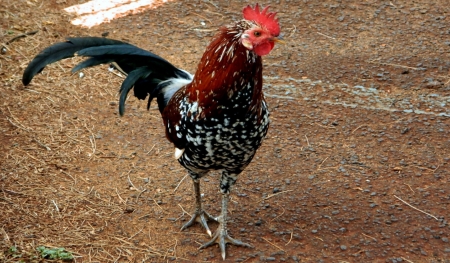 Hawaiian Rooster - bird, chicken, avian, beautiful, photography, photo, wide screen, animal, rooster, wildlife