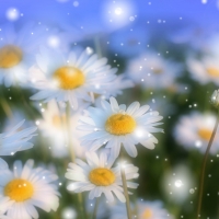 Daisies Glow