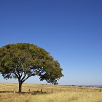 blue sky above the lonesome tree