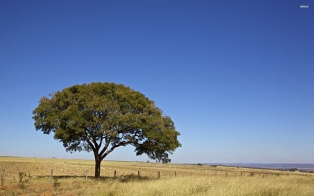 blue sky above the lonesome tree - field, grass, fence, tree