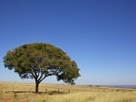 blue sky above the lonesome tree