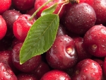 tasty wet cherries