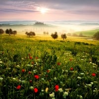 Poppy Field