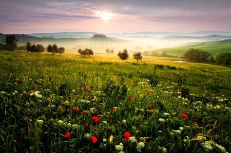 Poppy Field - Field, Sun, Nature, Flowers