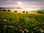 Poppy Field