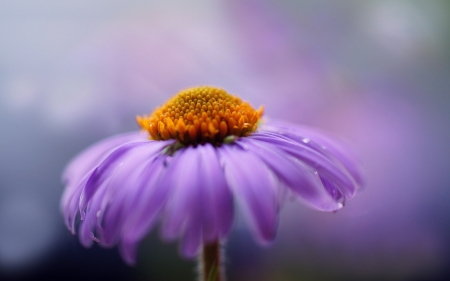 Beautiful Flower - flower, nature, bloom, petal