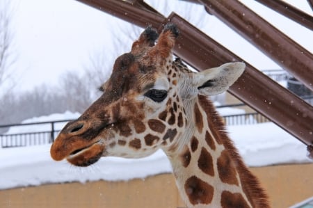 Giraffe - japan, animal, winter, nature, giraffe, zoo, hokkaido