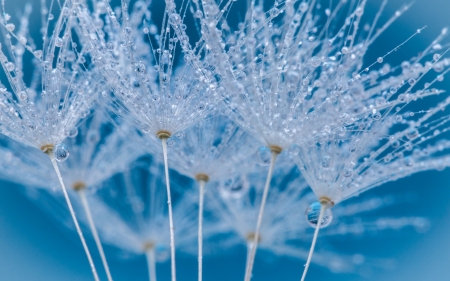 Dandelions - white, blue, water drops, macro, dandelion