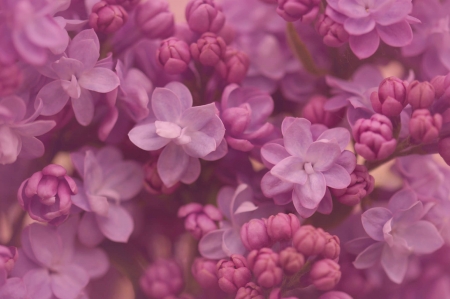 Lilac - skin, lilac, spring, texture, flower, pink