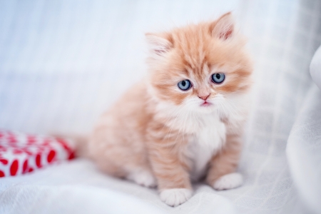 Kitten - cat, blue eyes, pisica, kitten, white, animal, orange, sweet, cute