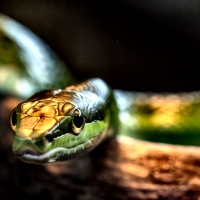 Green Snake