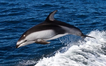 dolphin - dolphin, animal, ocean, wave