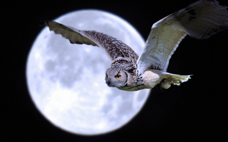 night owl - owl, moon, bird, sky