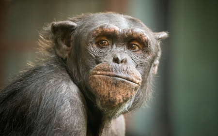 Chimpanzee - animal, primate, monkey, Chimpanzee, wild