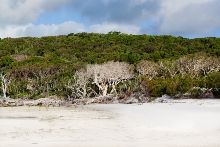 Whitsunday Island, Queensland, Australia - cliff, coastline, trees, coast