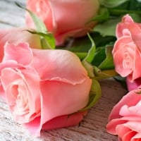 Pink roses background