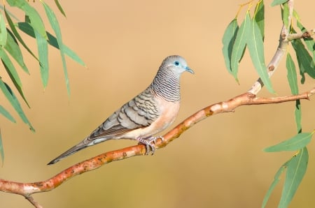 Dove - dove, blue, branch, orange, green, bird