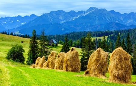 Mountain landscape - slope, mountain, trees, hills, landscape, hay, peaceful, greenery, summer, serenity, view, beautiful, grass