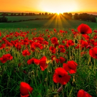 Poppy field