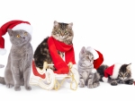 Christmas cats