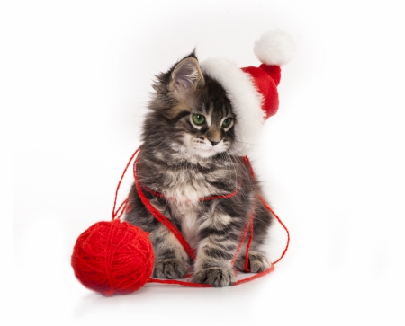 Christmas kitten - hat, wool, ball, cat, christmas, santa, pisica, white, animal, craciun, kitten, funny, red, cute