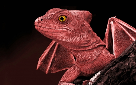 Young Dragon? - animals, eyes, red, dragon, reptile