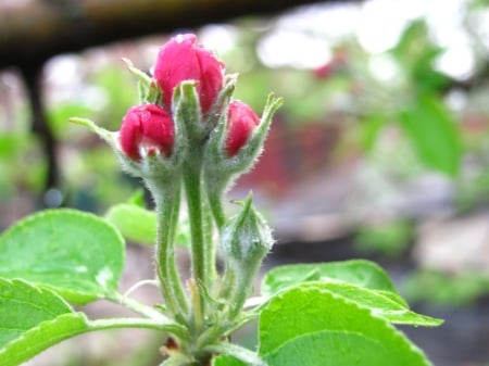 Pink buds - buds, flowers, apple blossom, spring