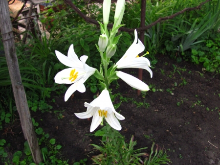 Lílium candídum - white flowers, lily, white lily, madonna lily