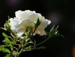 White Rose