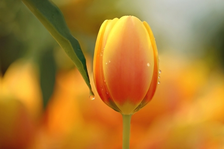 Tulip - flower, orange, tulip, amazing