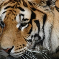 here kitty kitty