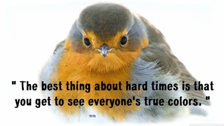 True colors - animals, words, saying, birds, quote