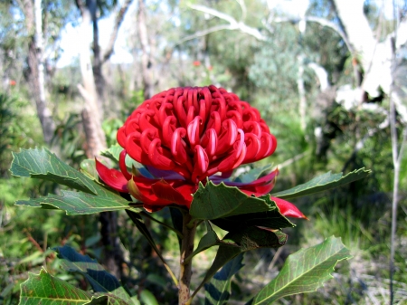 waratah - leaf, tree, flower, waratah