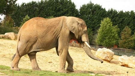 walking elephant - grass, elephant, sand, tree