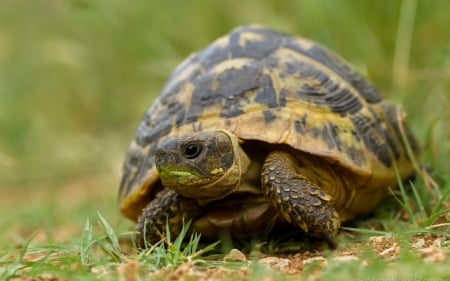 Tortoise - tortoise, animal, nature, reptile