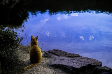 Silence. - orange, calm, lake, cat