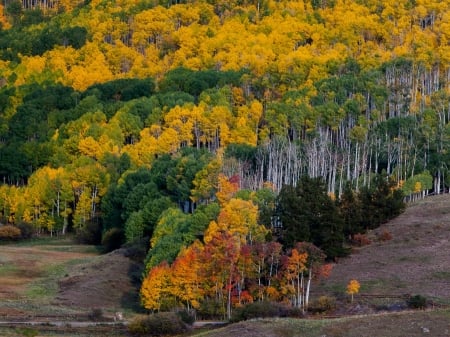 Autumn Forest - nature, slope, autumn, trees, forest, road