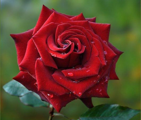 Drops on Red Rose - nature, macro, red, petals, flowers, rose, drops