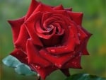 Drops on Red Rose