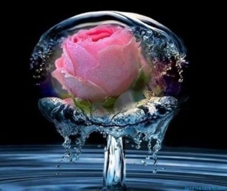 .இڿڰۣ-ڰۣ—Pink Rose.இڿڰۣ-ڰۣ— - flowers, collages, frosted, pink