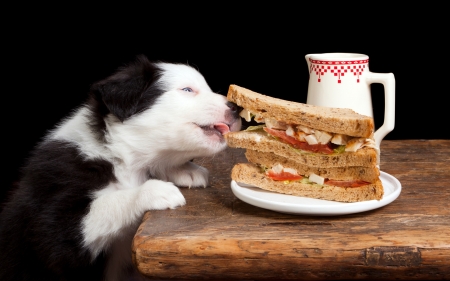 Yummm! All mine! - sandwich, puppy, funny, black, cup, caine, white, situation, dog, food, cute, border collie