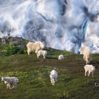 Mountain goat herd on a hillside near Exit Glacier Kenai Fjords National Park Alaska