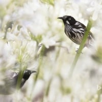 New Holland honeyeaters in Melbourne Australia