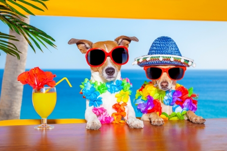 Vacation Time! - terriers, leaves, cocktail, flowers, dogs, straw, sunglasses, hat, sombrero, water, ocean, flower, palm, funny, juice, Jack Russell terriers, Jack Russells, leis, glass