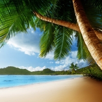 exotic palm island