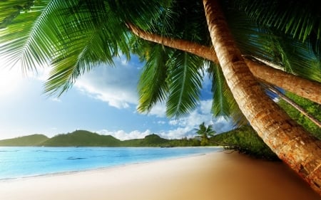 exotic palm island - beach, tree, palm, island