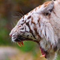 yawning white tiger