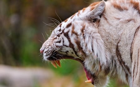 yawning white tiger - feline, tiger, cat, portrait